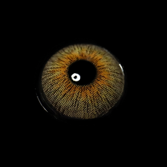 Panama Farbige Kontaktlinsen Ohne Stärke